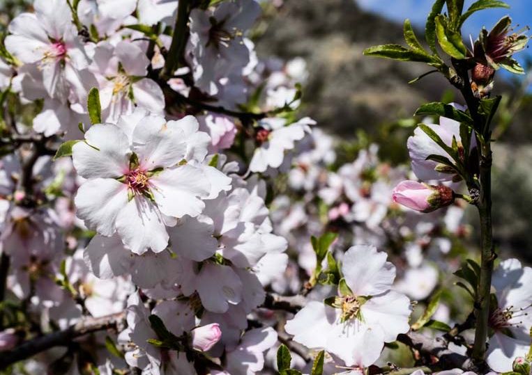 Fig. 40. Almond blossoms at Kalo Chorio.